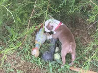 Red, a female Boston Terrier for sale in Leicester, NC – 3 of 8
