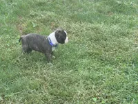 Blue, a male Boston Terrier for sale in Leicester, NC – 2 of 6