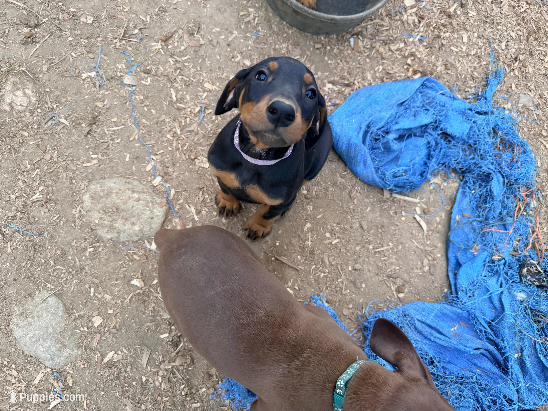 Purple, a female Doberman Pinscher for sale in Leicester, NC – Photo 6 of 7