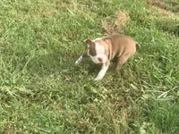 Yellow, a female Boston Terrier for sale in Leicester, NC – 7 of 10