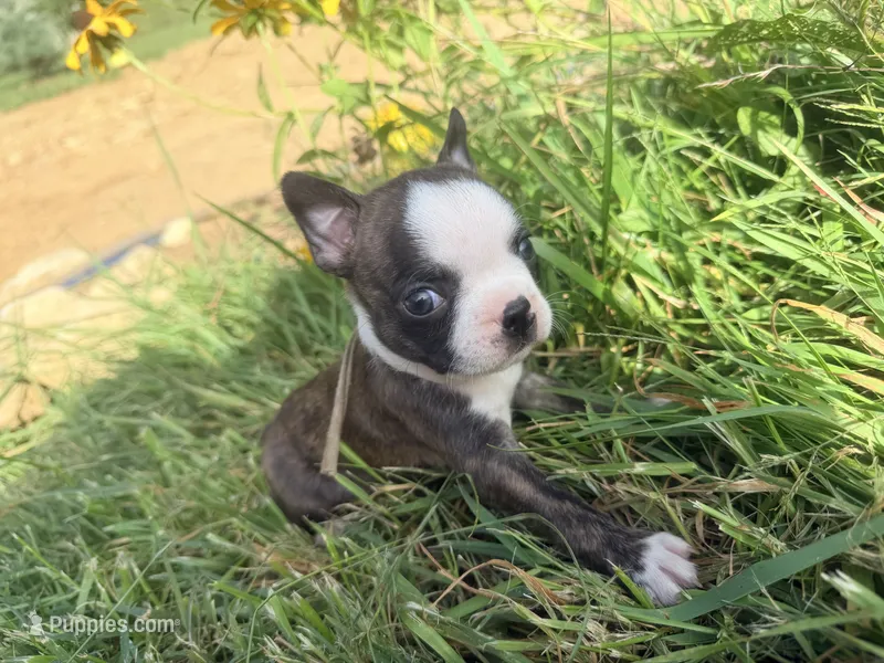 Mint – Boston Terrier puppy for sale in Leicester, NC