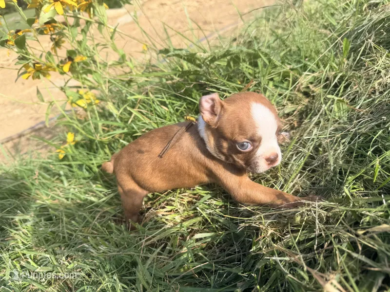 Brown – Boston Terrier puppy for sale in Leicester, NC