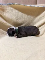 Green, a male Boston Terrier for sale in Leicester, NC – 2 of 4
