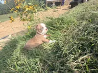 Light pink, a female Boston Terrier for sale in Leicester, NC – 3 of 7