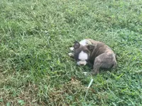 Light green, a female Boston Terrier for sale in Leicester, NC – 7 of 9