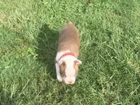 Red, a female Boston Terrier for sale in Leicester, NC – 6 of 8