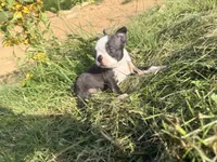 Dark green, a male Boston Terrier for sale in Leicester, NC – 2 of 6