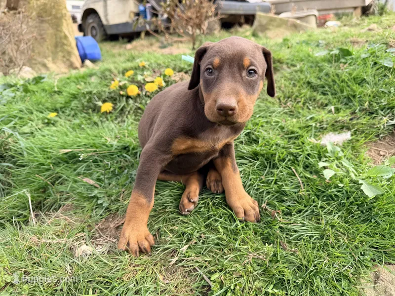 Mint – Doberman Pinscher puppy for sale in Leicester, NC