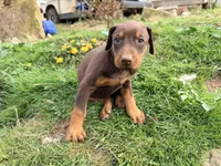 Mint, a female Doberman Pinscher for sale in Leicester, NC – Photo 1 of 3