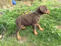 Mint, a female Doberman Pinscher for sale in Leicester, NC – Photo 3 of 3
