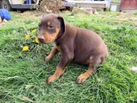 Mint, a female Doberman Pinscher for sale in Leicester, NC – Photo 2 of 3