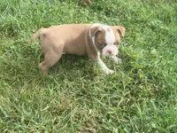 Black, a male Boston Terrier for sale in Leicester, NC – 4 of 7