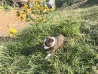Light blue, a male Boston Terrier for sale in Leicester, NC – 3 of 6