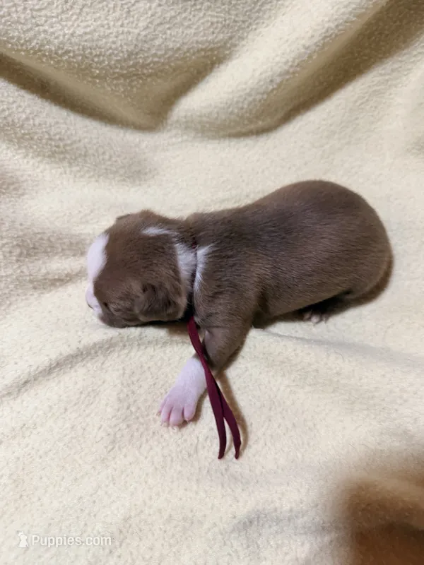 Maroon – Boston Terrier puppy for sale in Leicester, NC