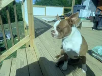 Red, a female Boston Terrier for sale in Leicester, NC – 8 of 8