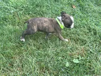 Light green, a female Boston Terrier for sale in Leicester, NC – 3 of 9