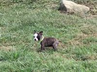 Light green, a female Boston Terrier for sale in Leicester, NC – 6 of 9