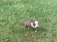 Light green, a female Boston Terrier for sale in Leicester, NC – 5 of 9
