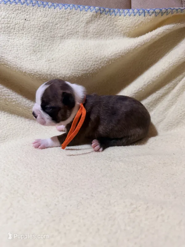 Orange – Boston Terrier puppy for sale in Leicester, NC