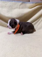 Orange, a male Boston Terrier for sale in Leicester, NC – 1 of 4