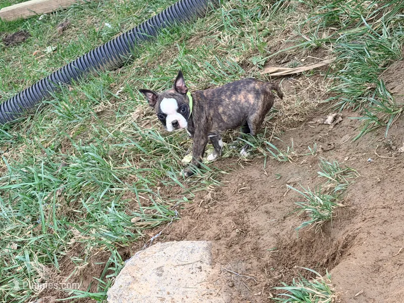 Light green – Boston Terrier puppy for sale in Leicester, NC