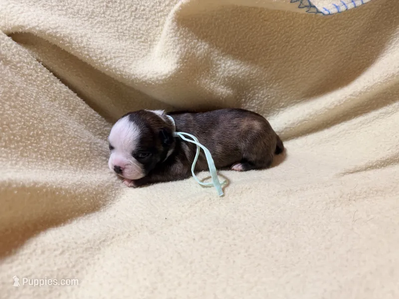 Mint – Boston Terrier puppy for sale in Leicester, NC