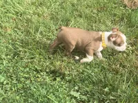 Yellow, a female Boston Terrier for sale in Leicester, NC – 3 of 10