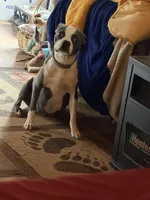 Maroon, a female Boston Terrier for sale in Leicester, NC – 3 of 4