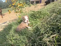 Light pink, a female Boston Terrier for sale in Leicester, NC – 4 of 7