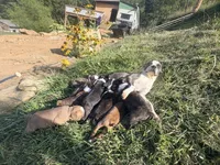 Dark green, a male Boston Terrier for sale in Leicester, NC – 6 of 6
