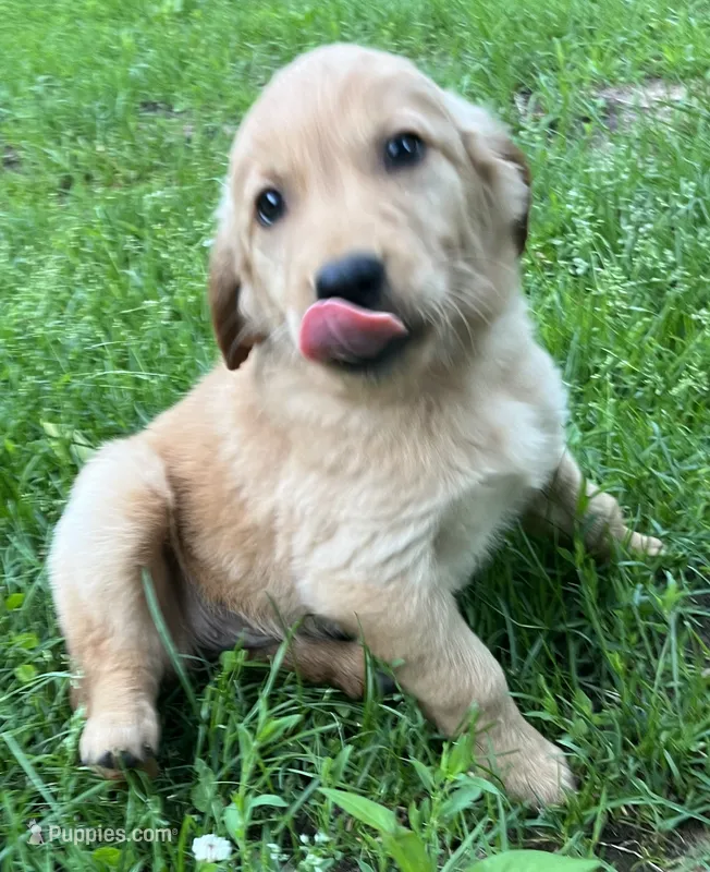 Amethyst (Purple) – Golden Retriever puppy for sale in Webster, WI