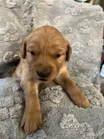 Opal (Lt.Pink) , a female Golden Retriever for sale in Webster, WI – 2 of 2