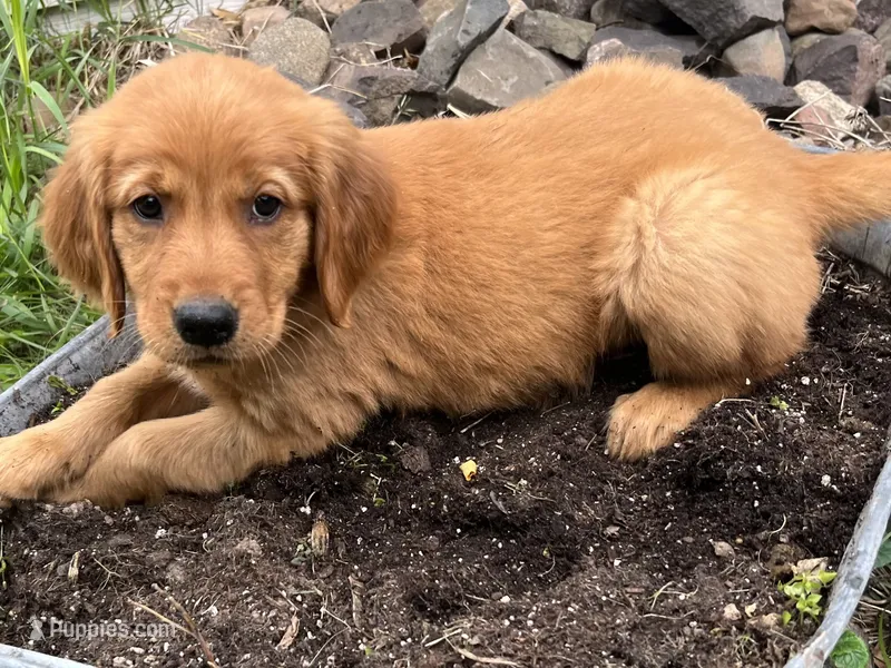 Jade  (Lime) – Golden Retriever puppy for sale in Webster, WI