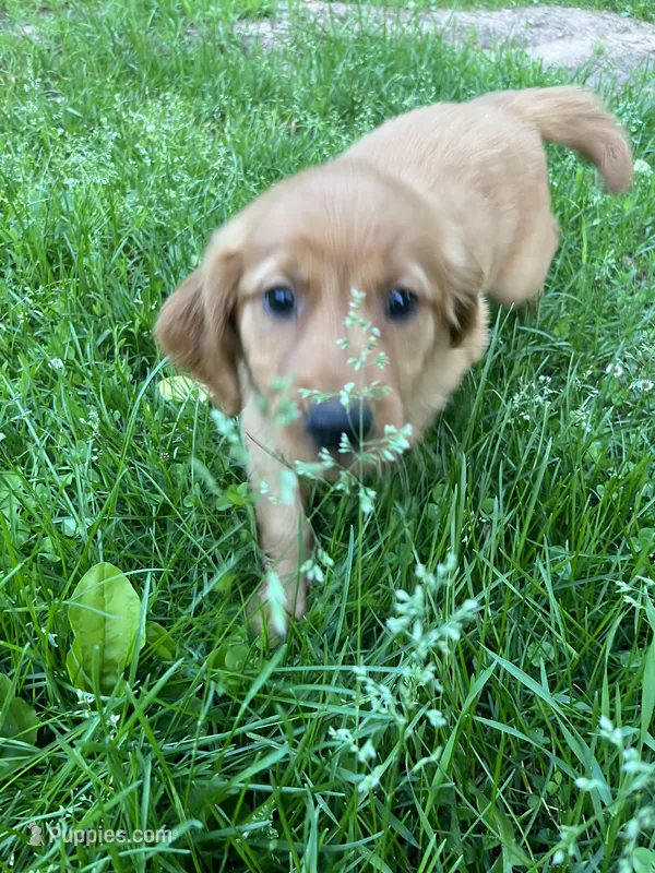 Opal (Lt.Pink)  – Golden Retriever puppy for sale in Webster, WI
