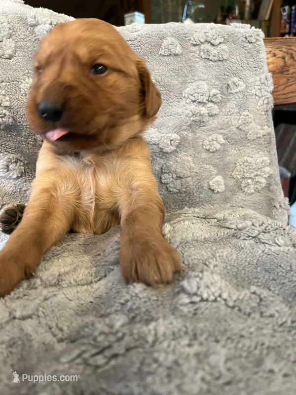 Amethyst (Purple) – Golden Retriever puppy for sale in Webster, WI