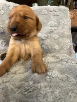 Amethyst (Purple), a female Golden Retriever for sale in Webster, WI – 1 of 1