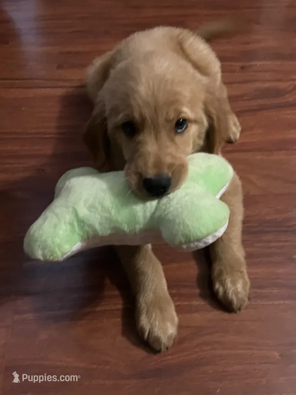Jade  (Lime) – Golden Retriever puppy for sale in Webster, WI