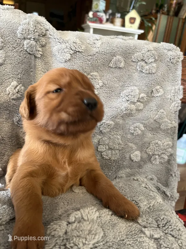 Ruby (Red) – Golden Retriever puppy for sale in Webster, WI