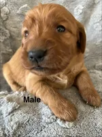 Topaz (Blue), a male Golden Retriever for sale in Webster, WI – 1 of 1