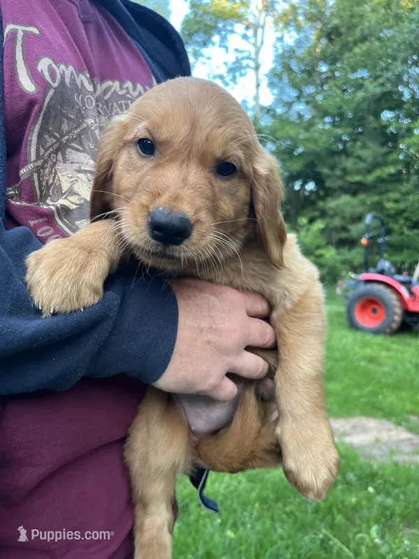 Magenta (Dark Pink) – Golden Retriever puppy for sale in Webster, WI