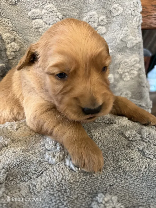 Jade  (Lime) – Golden Retriever puppy for sale in Webster, WI