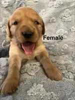 Opal (Lt.Pink) , a female Golden Retriever for sale in Webster, WI – 1 of 2