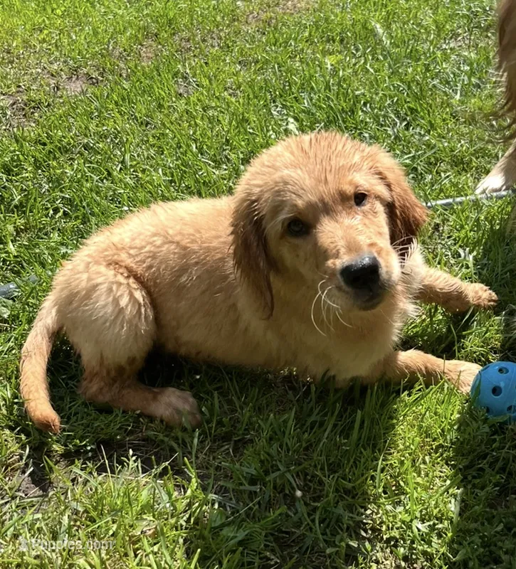 Jade  (Lime) – Golden Retriever puppy for sale in Webster, WI