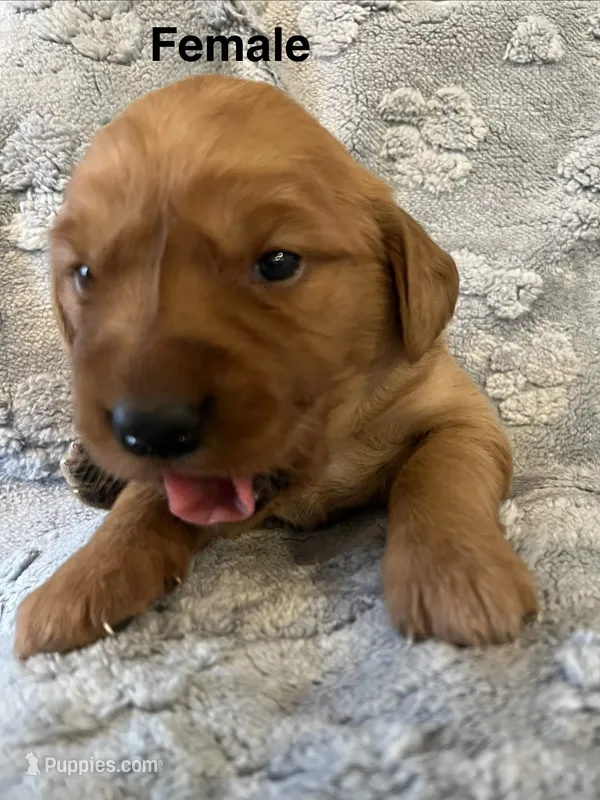 Magenta (Dark Pink) – Golden Retriever puppy for sale in Webster, WI
