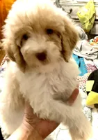 Abbey Catherine. AKC, a female Poodle - Standard  for sale in Laurinburg, NC – Photo 2 of 5