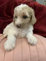 Abbey Catherine. AKC, a female Poodle - Standard  for sale in Laurinburg, NC – Photo 4 of 5