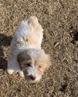 Abbey Catherine. AKC, a female Poodle - Standard  for sale in Laurinburg, NC – Photo 3 of 5