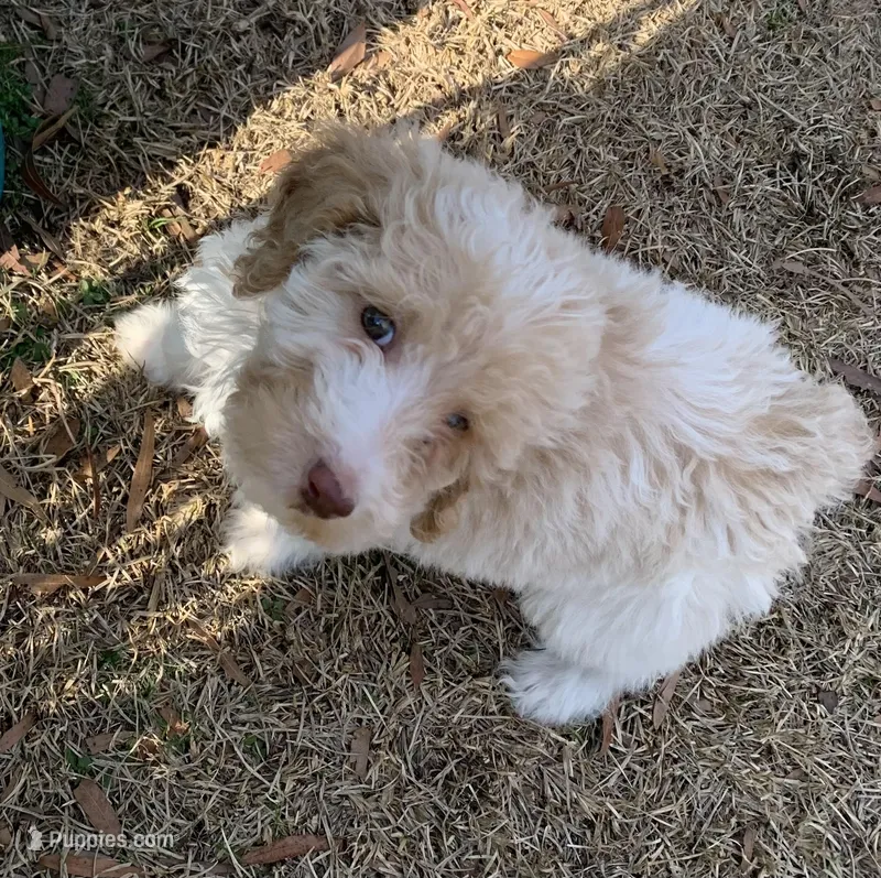 Abbey Catherine. AKC