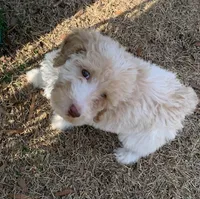 Abbey Catherine. AKC, a female Poodle - Standard  for sale in Laurinburg, NC – Photo 1 of 5