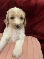 Abbey Catherine. AKC, a female Poodle - Standard  for sale in Laurinburg, NC – Photo 5 of 5